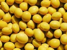 大豆種子：胰蛋白胨的不同分類的特點為您介紹