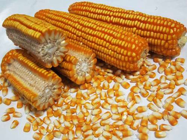 玉米種子批發質量的鑒別