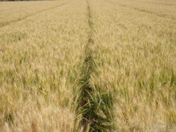 山東小麥種子發芽要有充足的氧氣